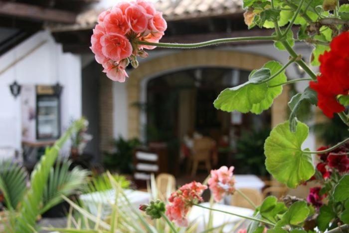 Hostal Torre De Guzman Conil De La Frontera Zewnętrze zdjęcie